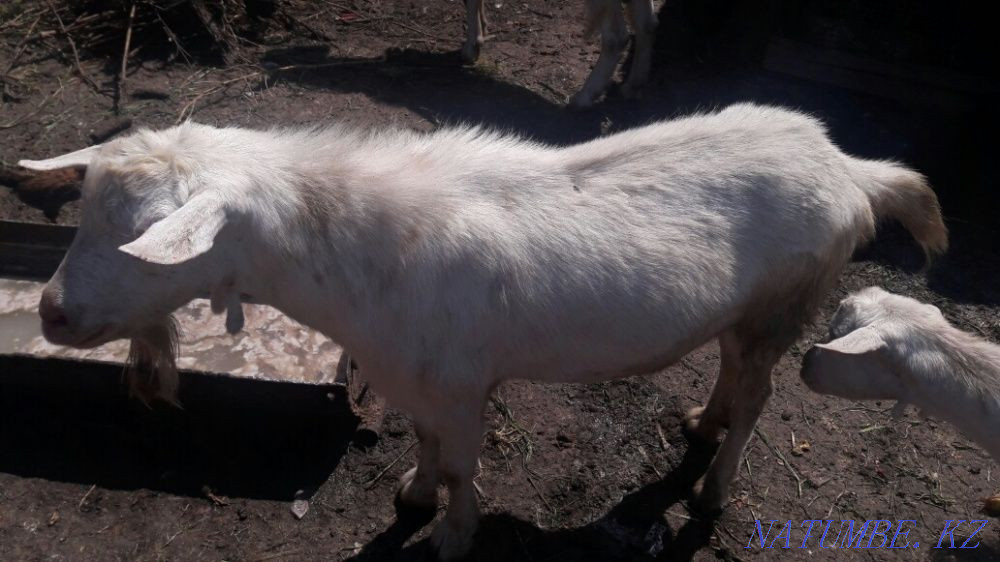 Ешкі Саанен айырбастау немесе сату. Туздыбастау - изображение 2