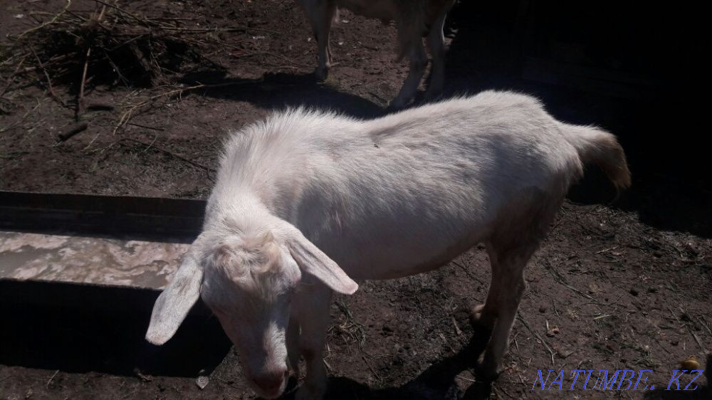 Ешкі Саанен айырбастау немесе сату. Туздыбастау - изображение 3