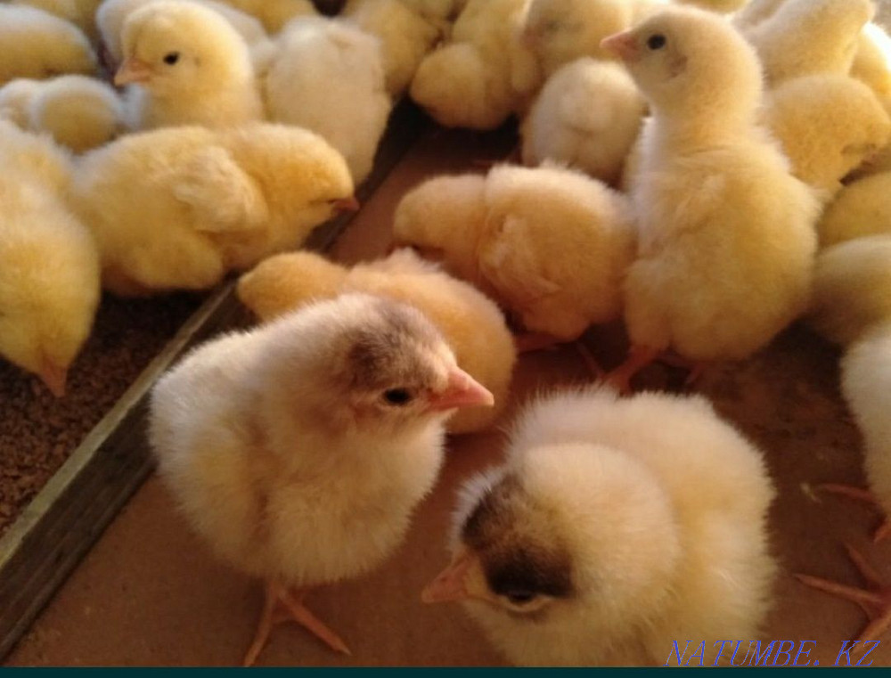 Selling broiler chickens Semey - photo 2