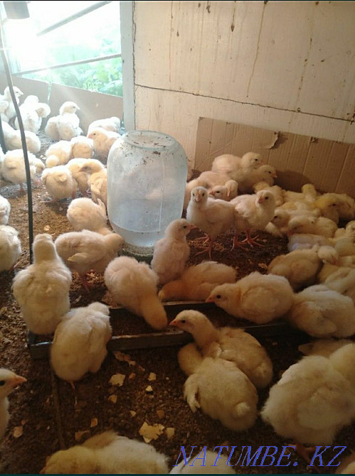 Selling broiler chickens Semey - photo 3