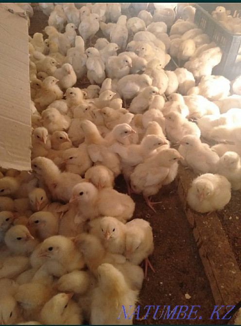 Selling broiler chickens Semey - photo 1