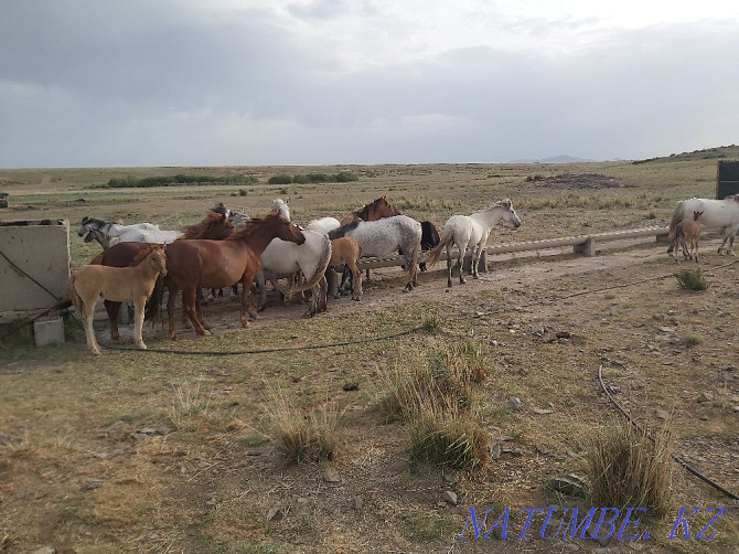 Zhylky satylady! Horses for sale! Balqash - photo 7