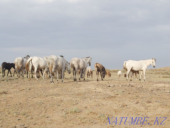 Zhylky satylady! Horses for sale! Balqash - photo 6