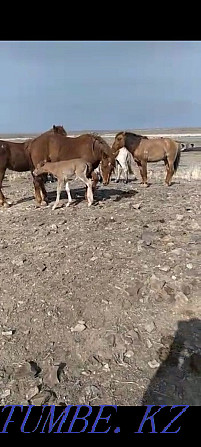 Zhylky satylady! Horses for sale! Balqash - photo 3
