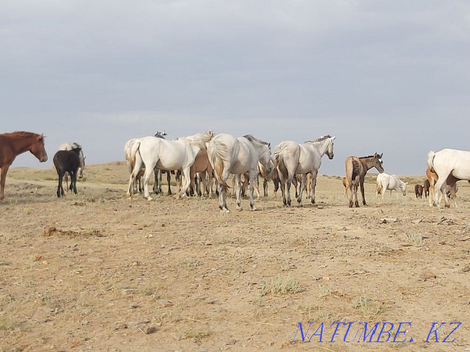 Zhylky satylady! Horses for sale! Balqash - photo 8