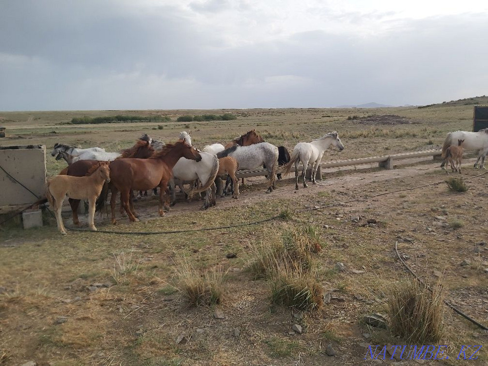 Zhylky satylady! Horses for sale! Balqash - photo 7