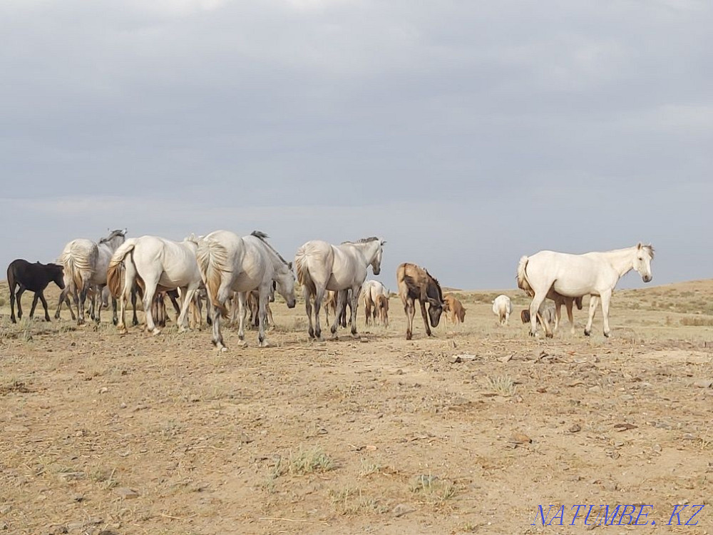 Zhylky satylady! Horses for sale! Balqash - photo 6