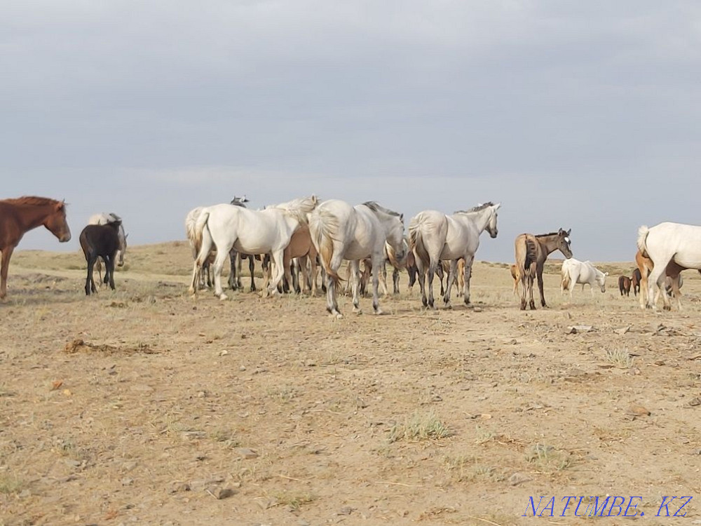 Zhylky satylady! Horses for sale! Balqash - photo 8