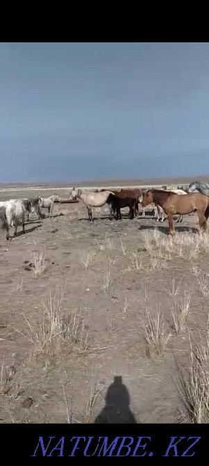 Zhylky satylady! Horses for sale! Balqash - photo 5