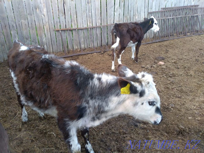 calves for sale Kostanay - photo 1