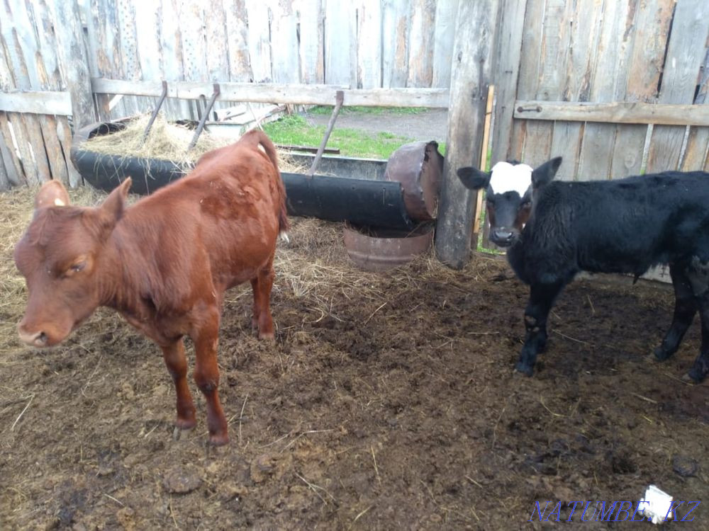 calves for sale Kostanay - photo 2