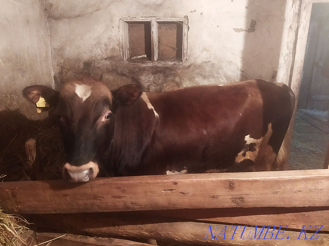 I will sell a bull of the producer! Муткенова - photo 3