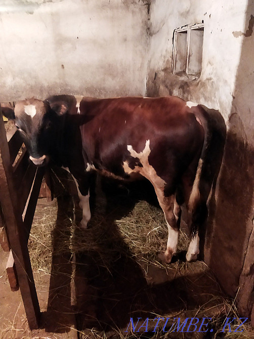 I will sell a bull of the producer! Муткенова - photo 2