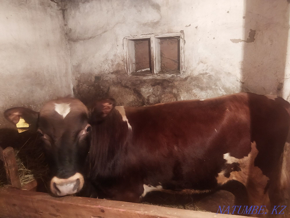 I will sell a bull of the producer! Муткенова - photo 1