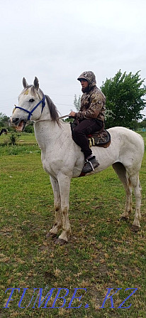 Sell Orlovsky Trotter gelding Almaty - photo 4