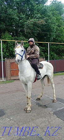 Sell Orlovsky Trotter gelding Almaty - photo 8