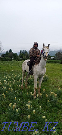 Sell Orlovsky Trotter gelding Almaty - photo 5