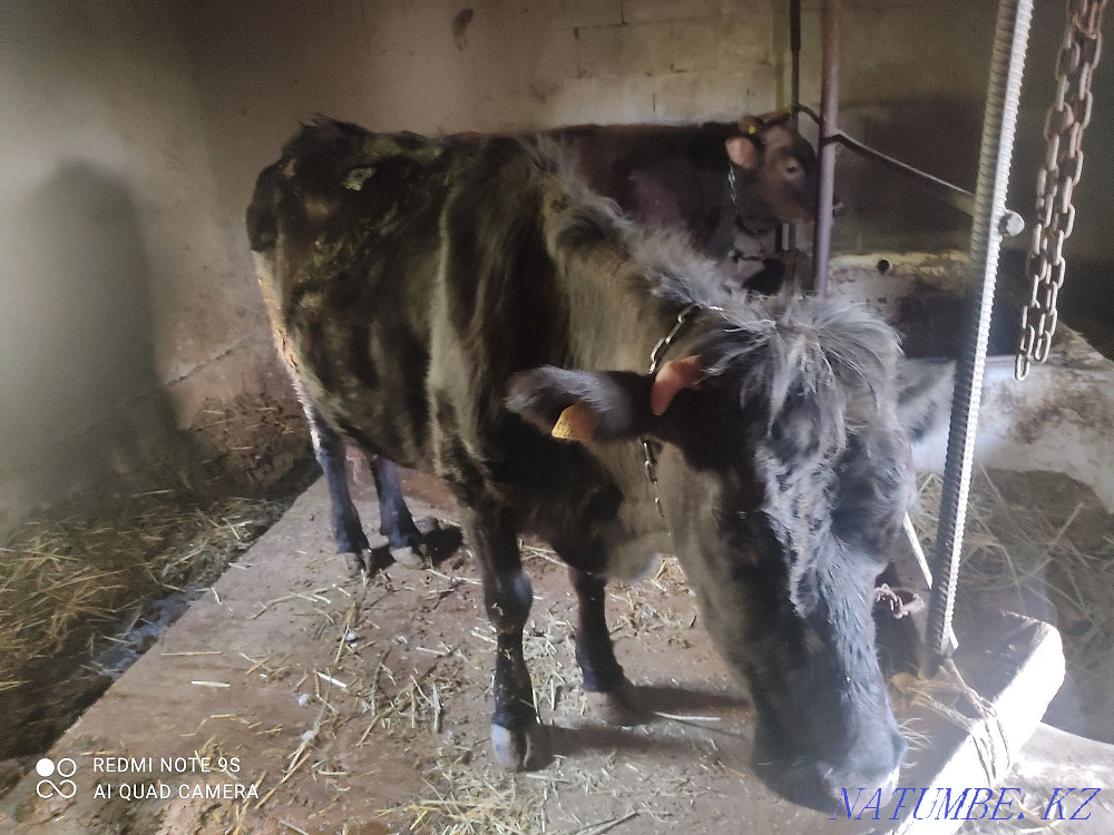 Сауын сиыр сатамын  Талғар  - изображение 1