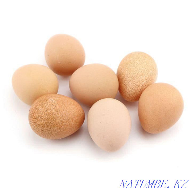 Guinea fowl eggs Almaty - photo 1