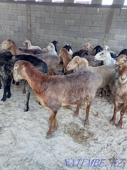 Қой токты сек 40 000 нан 70 000 га деин  - изображение 2