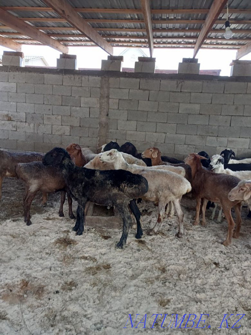 Қой токты сек 40 000 нан 70 000 га деин  - изображение 6