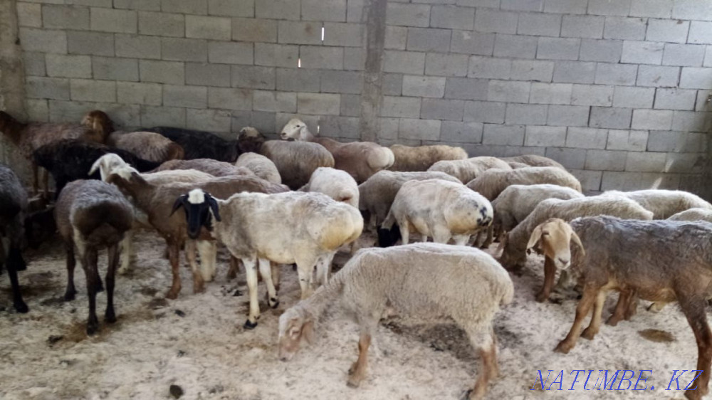 Қой токты сек 40 000 нан 70 000 га деин  - изображение 8