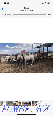 Horses wholesale in herds from 18 to 29 in a herd Astana - photo 2