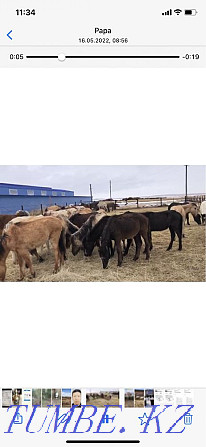 Horses wholesale in herds from 18 to 29 in a herd Astana - photo 3