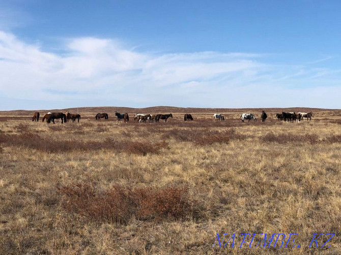 Horses wholesale in herds from 18 to 29 in a herd Astana - photo 1