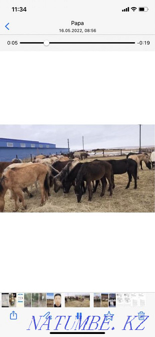 Лошади оптом табунами от 18 до 29 в табуне Астана - изображение 3