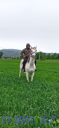 Sell Orlovsky Trotter gelding Almaty - photo 6