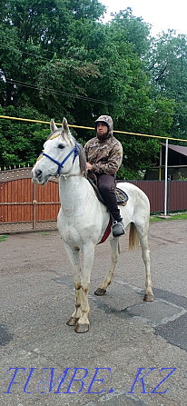 Sell Orlovsky Trotter gelding Almaty - photo 8