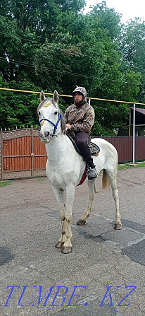 Sell Orlovsky Trotter gelding Almaty - photo 4