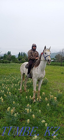 Sell Orlovsky Trotter gelding Almaty - photo 5