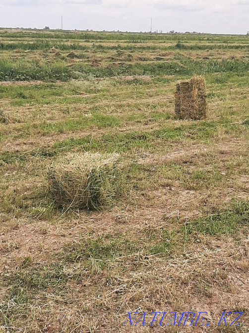 Zhonyshka, alfalfa Taldykorgan - photo 1