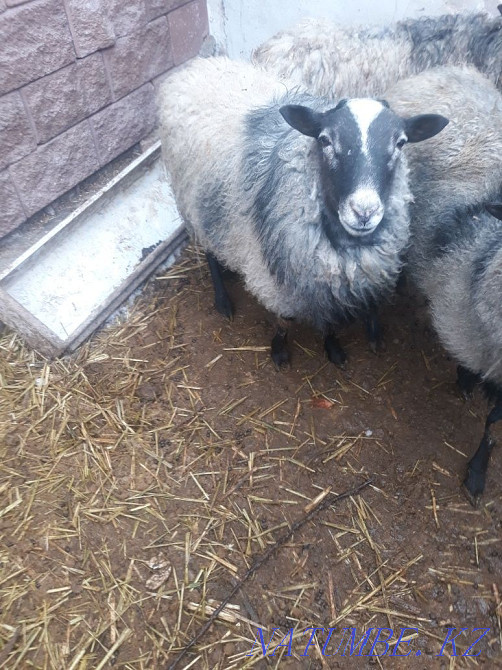 Sell Raman Boran Esik - photo 2