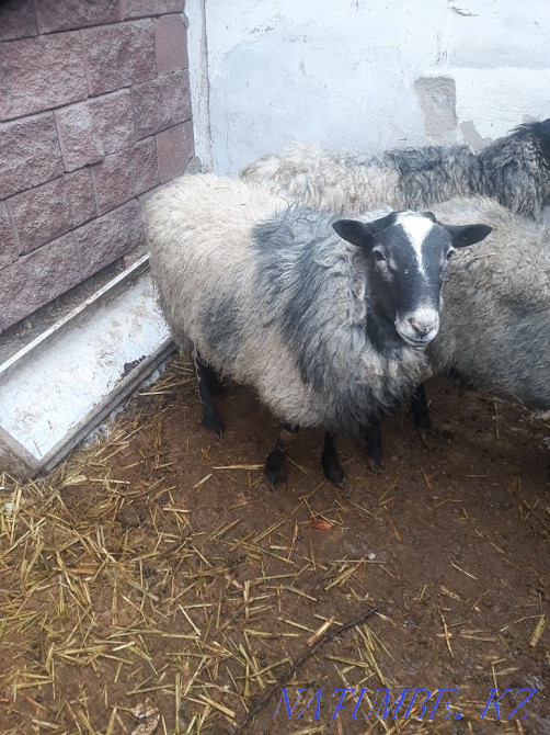 Sell Raman Boran Esik - photo 3