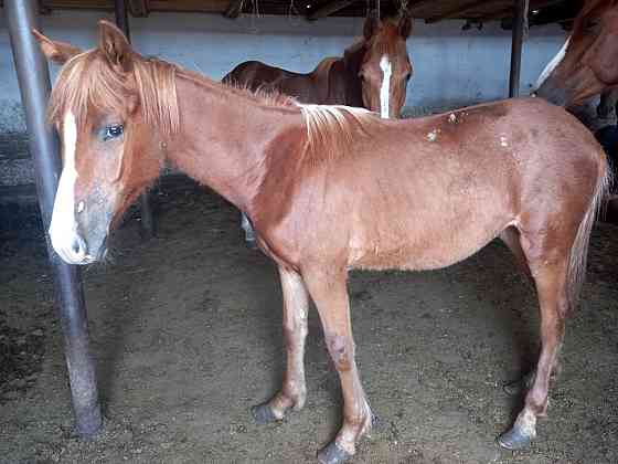 Продам лошадей полу кровные цена 800.000 Pavlodar