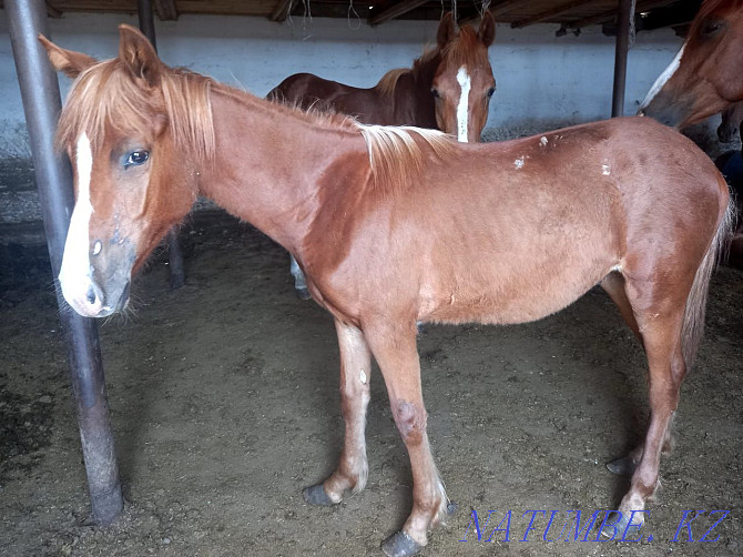 Selling horses semi-blooded price 800.000 Pavlodar - photo 2