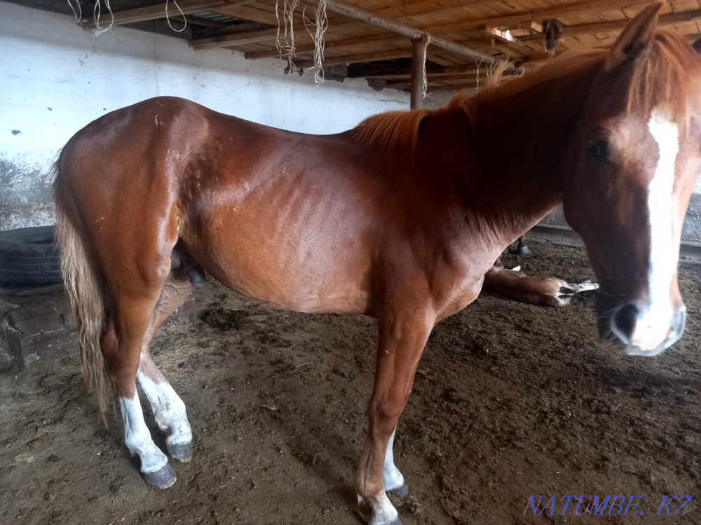 Selling horses semi-blooded price 800.000 Pavlodar - photo 1