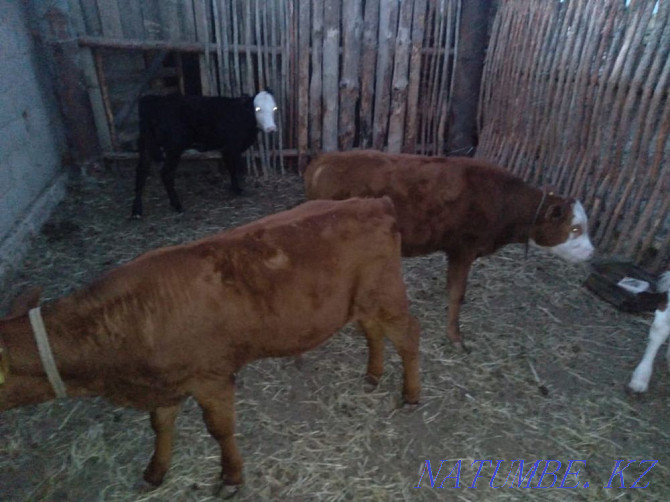 I will sell calves Makinsk - photo 3