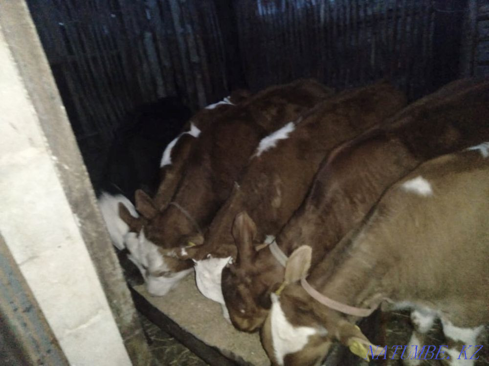 I will sell calves Makinsk - photo 1