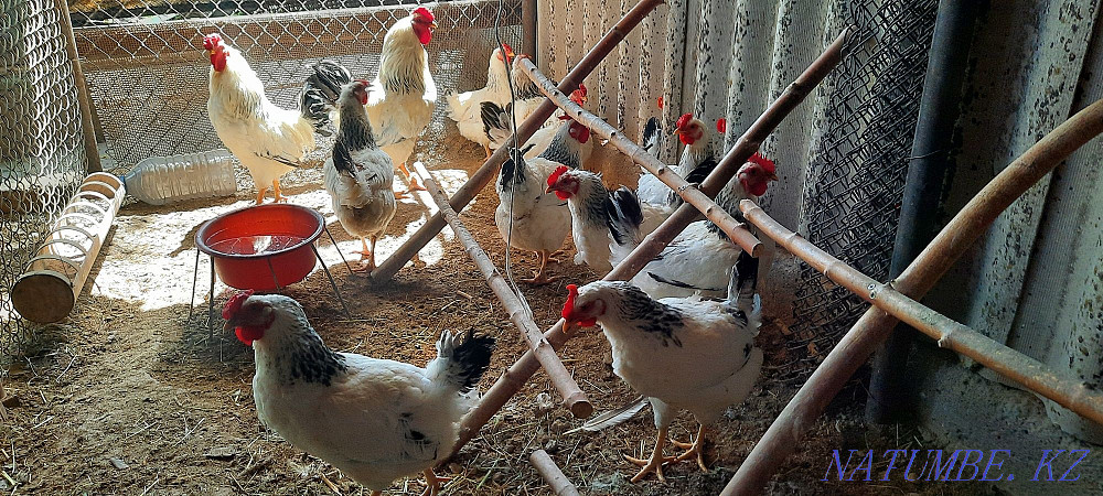 Тауықтар Адлер күмісін шығарады  - изображение 1