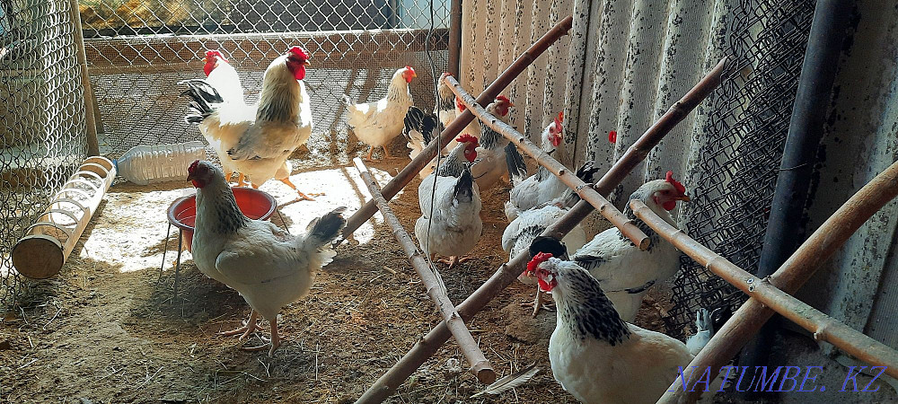 Тауықтар Адлер күмісін шығарады  - изображение 2