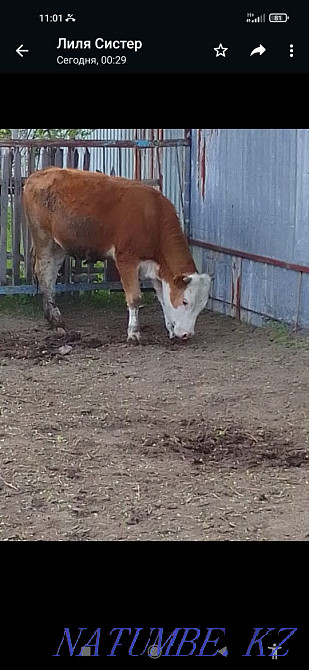 Продам телят, тёлочки Мичурино - изображение 1