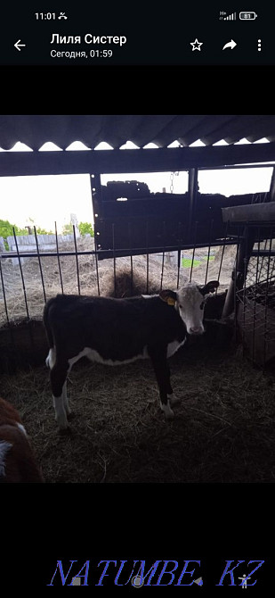 Продам телят, тёлочки Мичурино - изображение 2