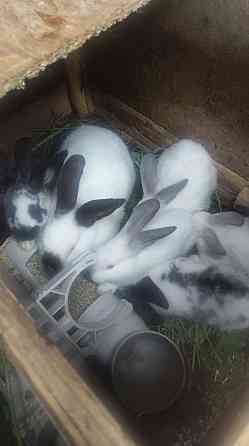 Продам кроликов помесных  Алматы
