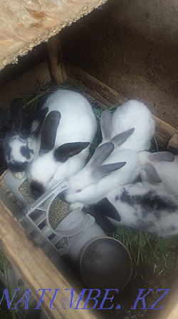 Selling crossbred rabbits Almaty - photo 1