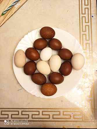 Яйца инкубационные.  Астана