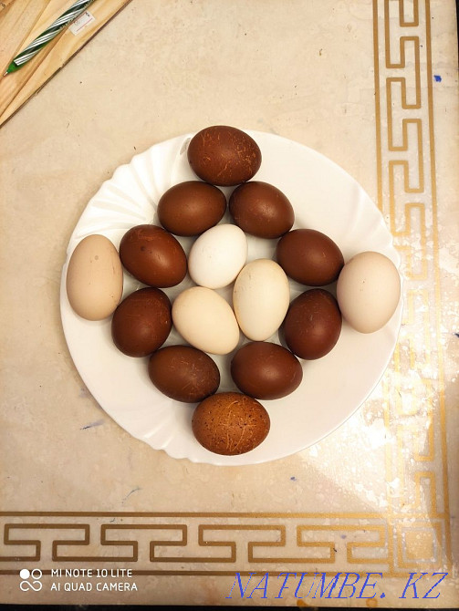 Hatching eggs. Astana - photo 1